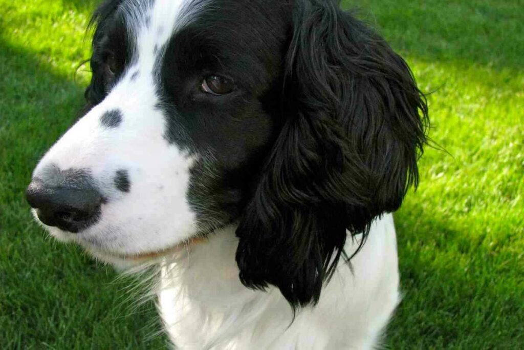 When Do Springer Spaniels Stop Growing 3 When Do Springer Spaniels Stop Growing?