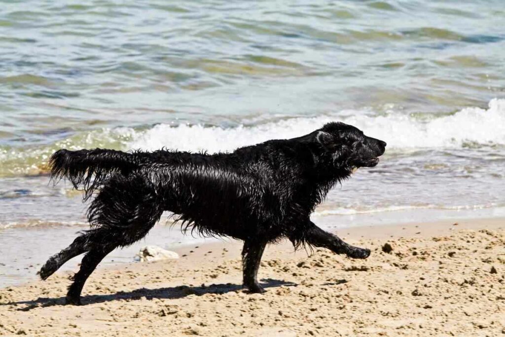 Why Do Golden Retrievers Carry Things In Their Mouths 5 Are Gordon Setters Intelligent? Explained!