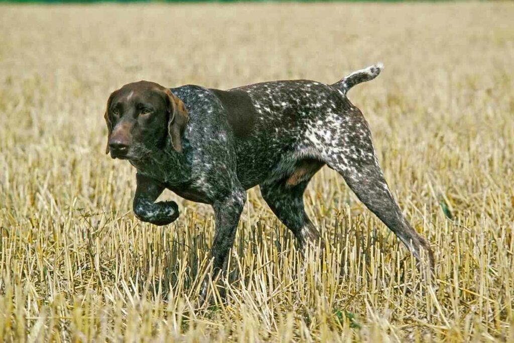 Do Springer Spaniels Point 1 Do Springer Spaniels Point? Answered!