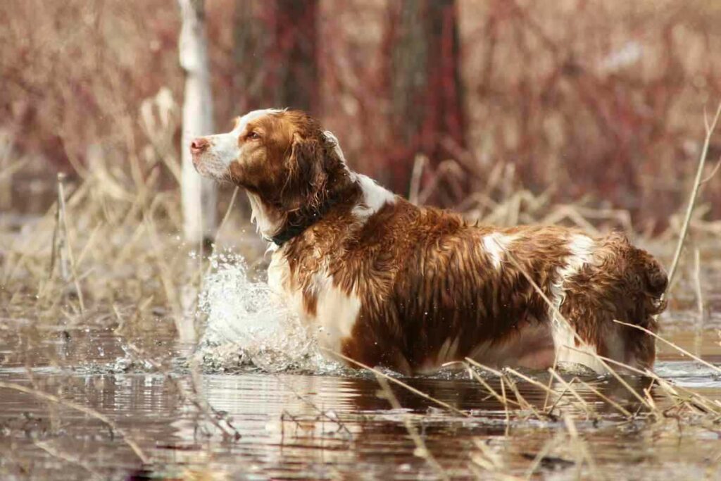 Do Springer Spaniels Point 2 Do Springer Spaniels Point? Answered!