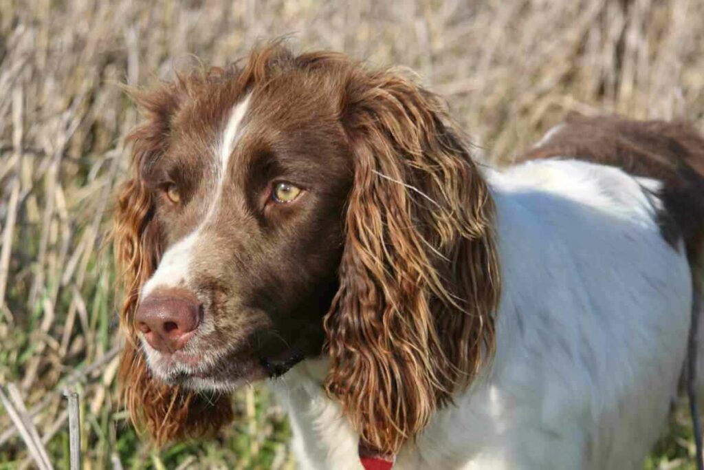 Do Springer Spaniels Point 3 Do Springer Spaniels Point? Answered!