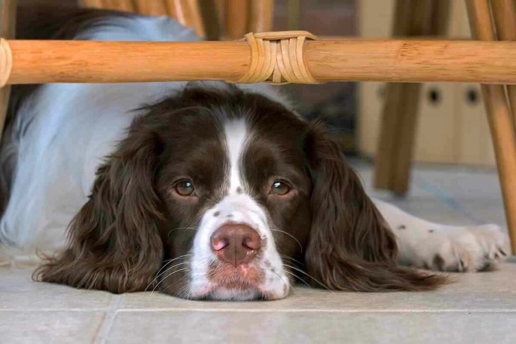 When Will My Springer Spaniel Come Into Season 3 When Will My Springer Spaniel Come Into Season?